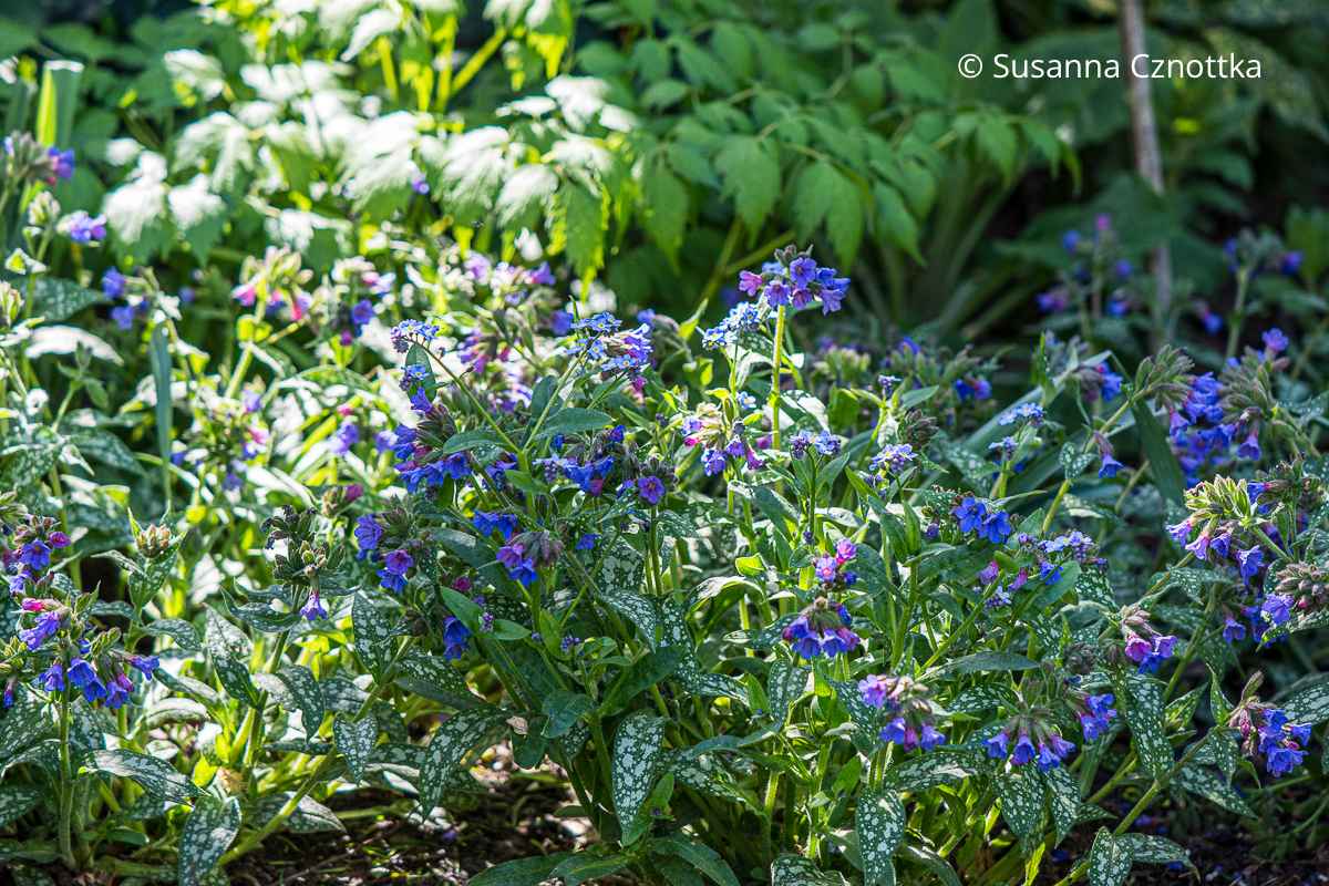 Panaschierung: Lungenkraut (Pulmonaria) mit weißen Flecken auf den Blättern Panaschierung: Lungenkraut (Pulmonaria) mit weißen Flecken auf den Blättern