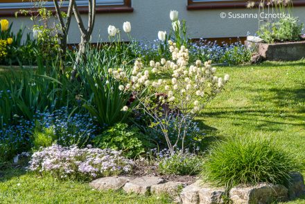 Blühendes Frühlingsbeet unter einer Felsenbirne mit blauen Vergissmeinnicht, Zwerg-Federbuschstrauch und Polster-Phlox