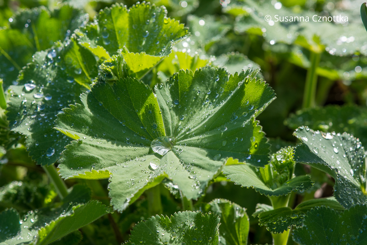 Weicher Frauenmantel: Regentropfen liegen wie Perlen auf dem Laub des Frauenmantels (Alchemilla mollis)
