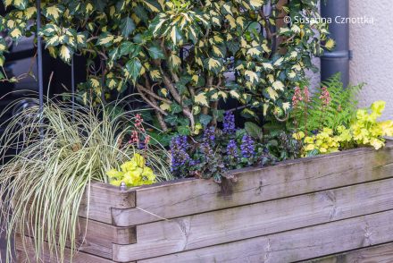 Mobiler Sichtschutz: ein Pflanzkasten mit immergrüner Bepflanzung mit Blattschmuckstauden Mobiler Sichtschutz: ein Pflanzkasten mit immergrüner Bepflanzung mit buntlaubigem Efeu, Goldsegge und rotlaubigem Kriechendem Günsel