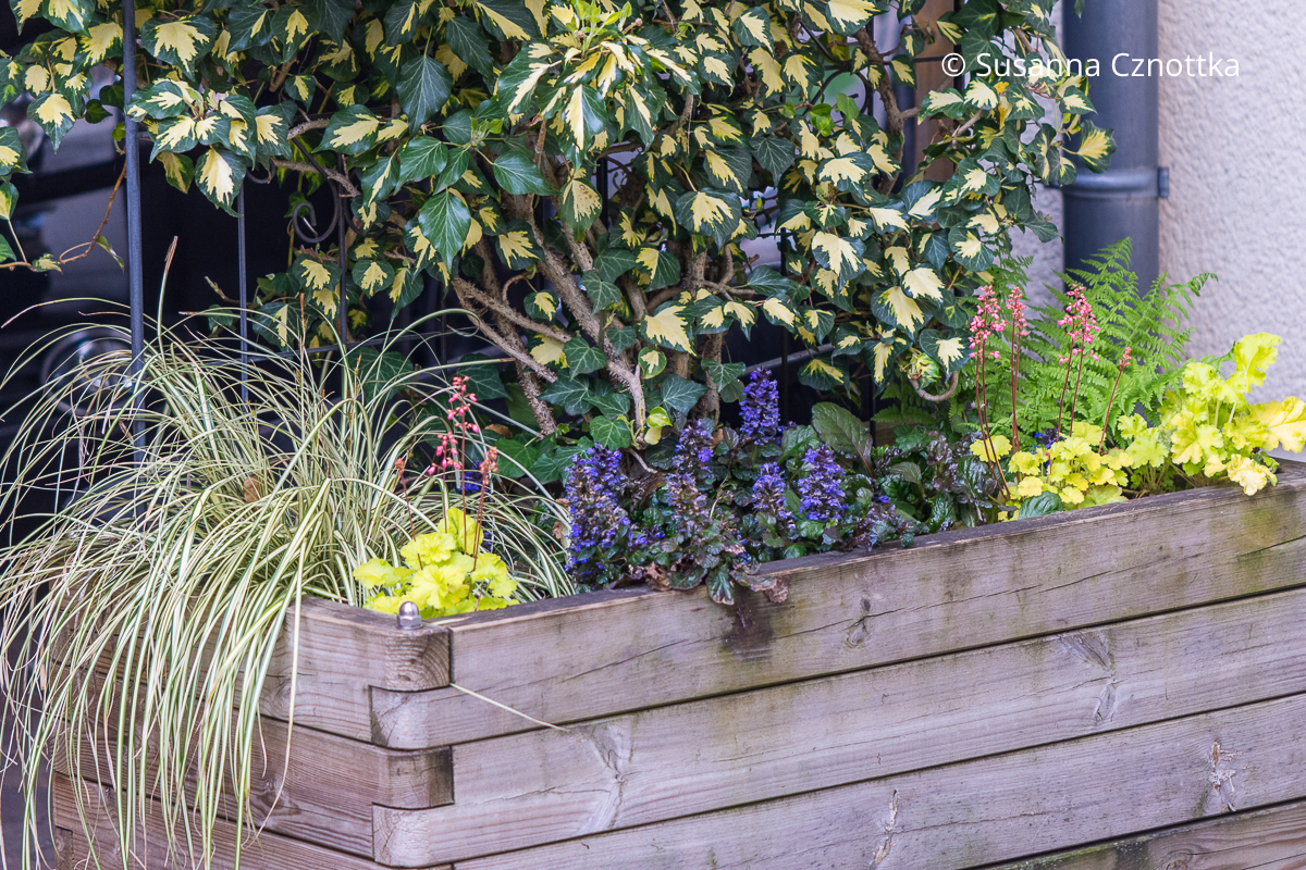 Ein Pflanzkasten aus Holz auf Rädern, mit immergrüner Bepflanzung mit buntlaubigem Efeu, Goldsegge und rotlaubigem Kriechendem Günsel bepflanzt