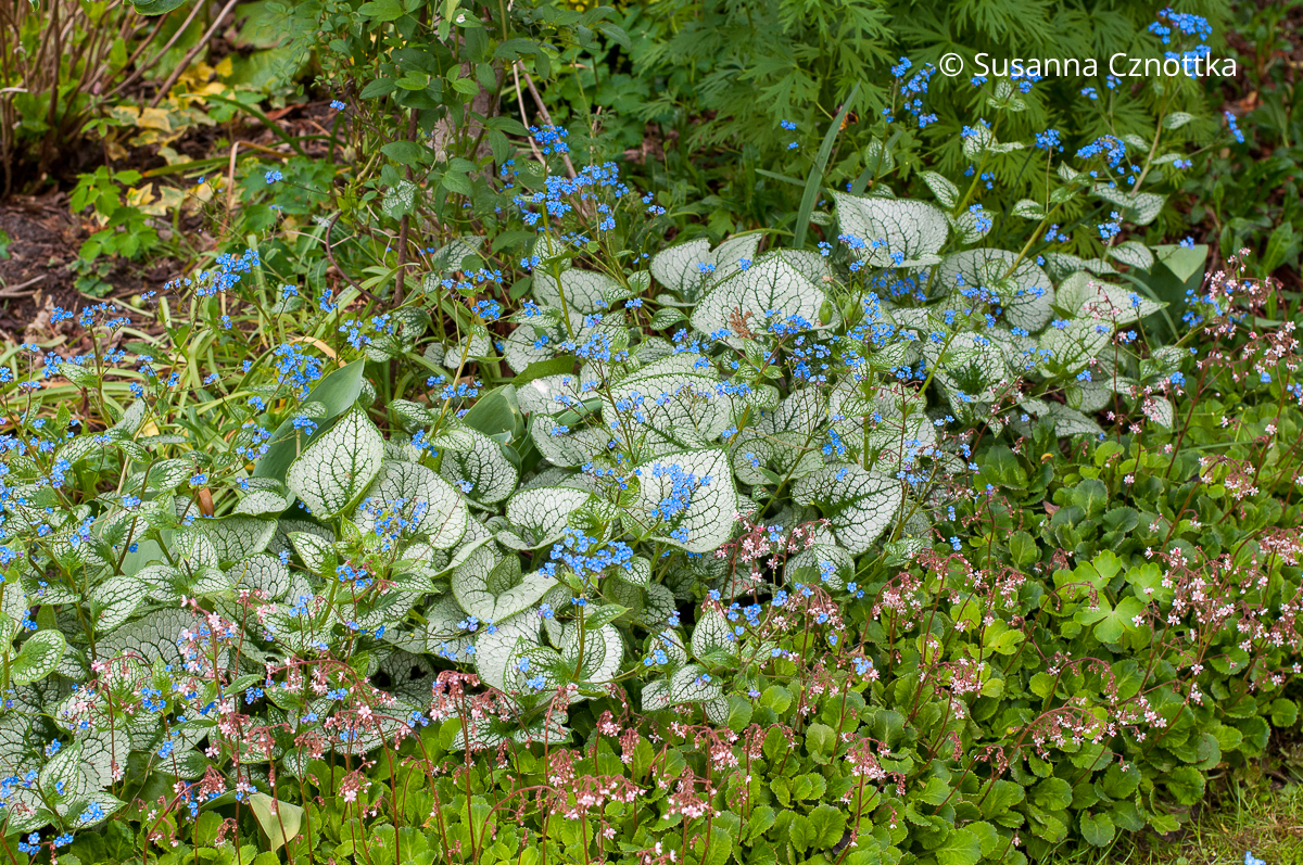Frühlingsblüten und panaschiertes Laub auch im Halbschatten: Kaukasus-Vergissmeinnicht (Brunnera macrophylla) 'Jack Frost'