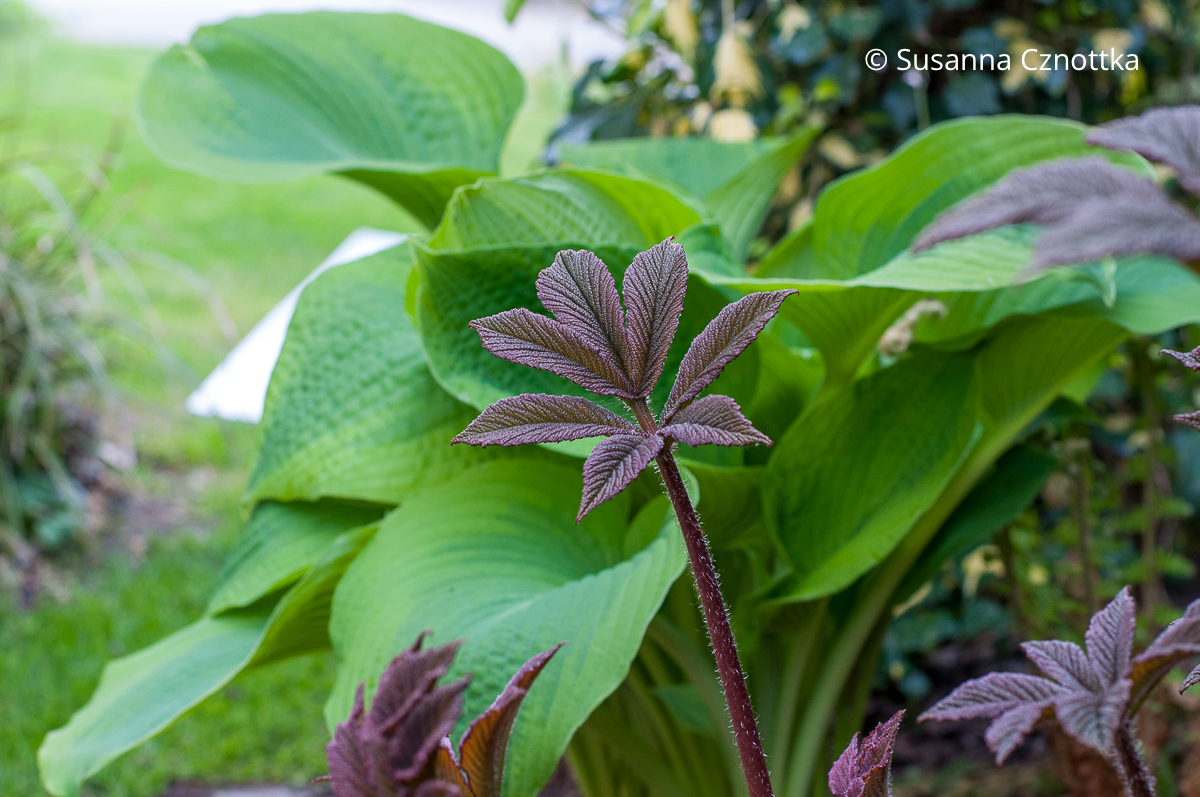 Fiederblättriges Schaublatt (Rodgersia pinnata) 'Chocolate Wings' und bläuliche Funkie (Hosta)