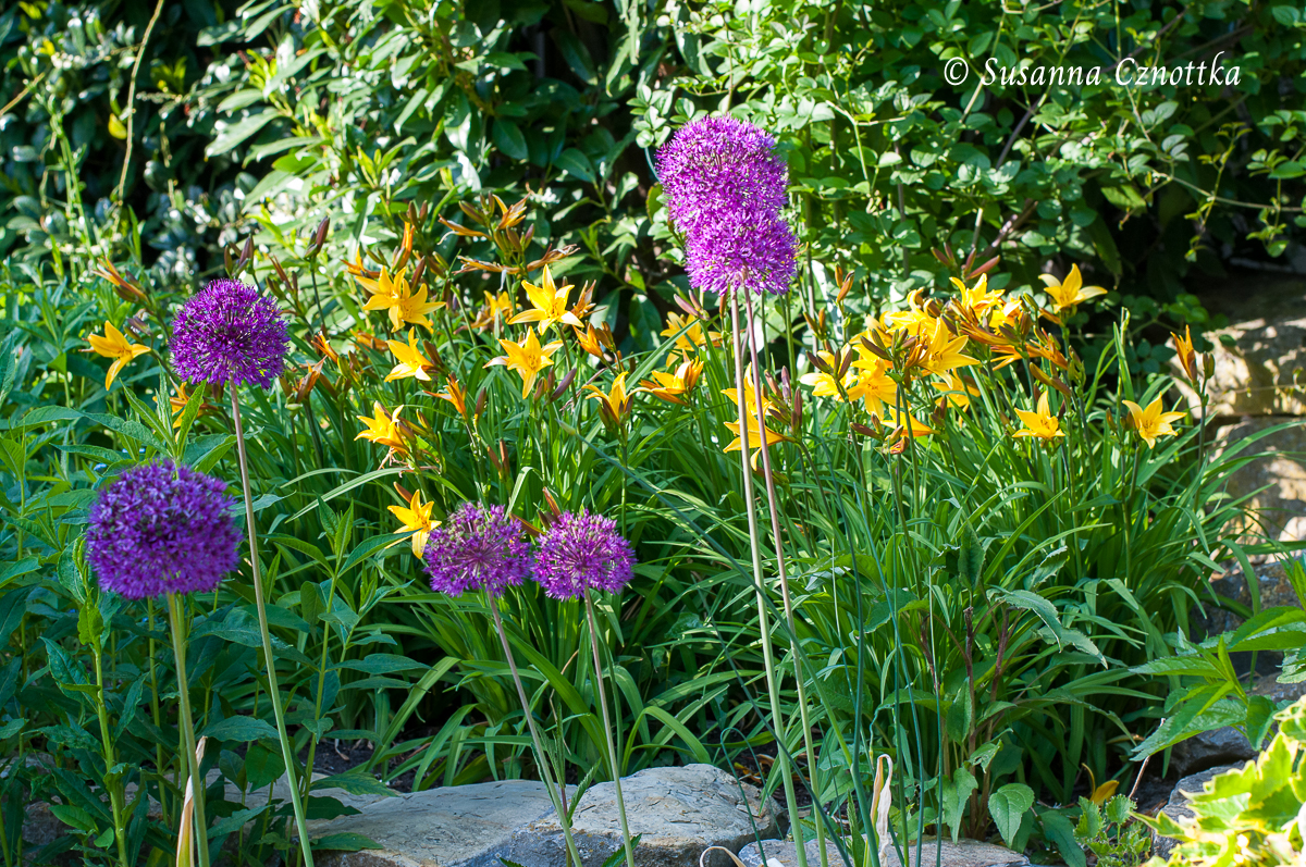 ZIerlauch "Purple Sensation" (Allium aflatunense) und die gelbe Taglilie