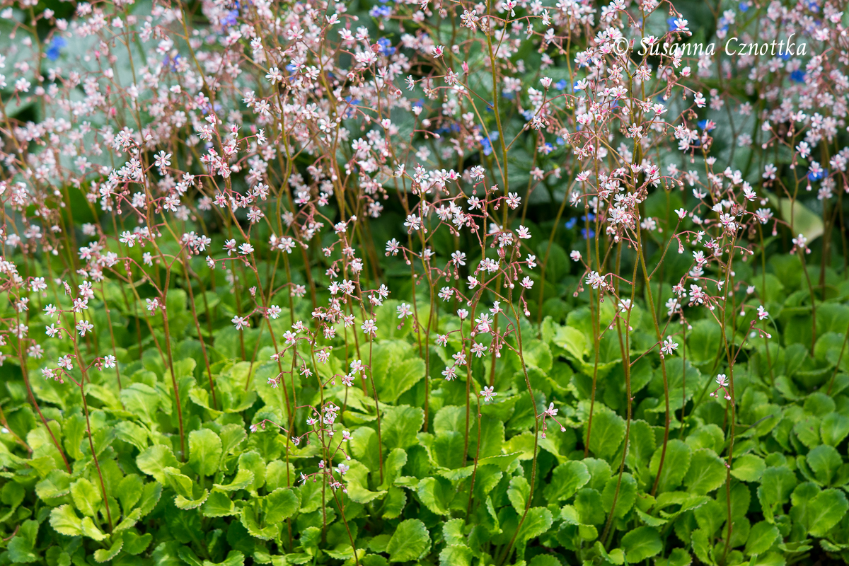 Bodendecker: Porzellanblümchen (Saxifraga urbium) 