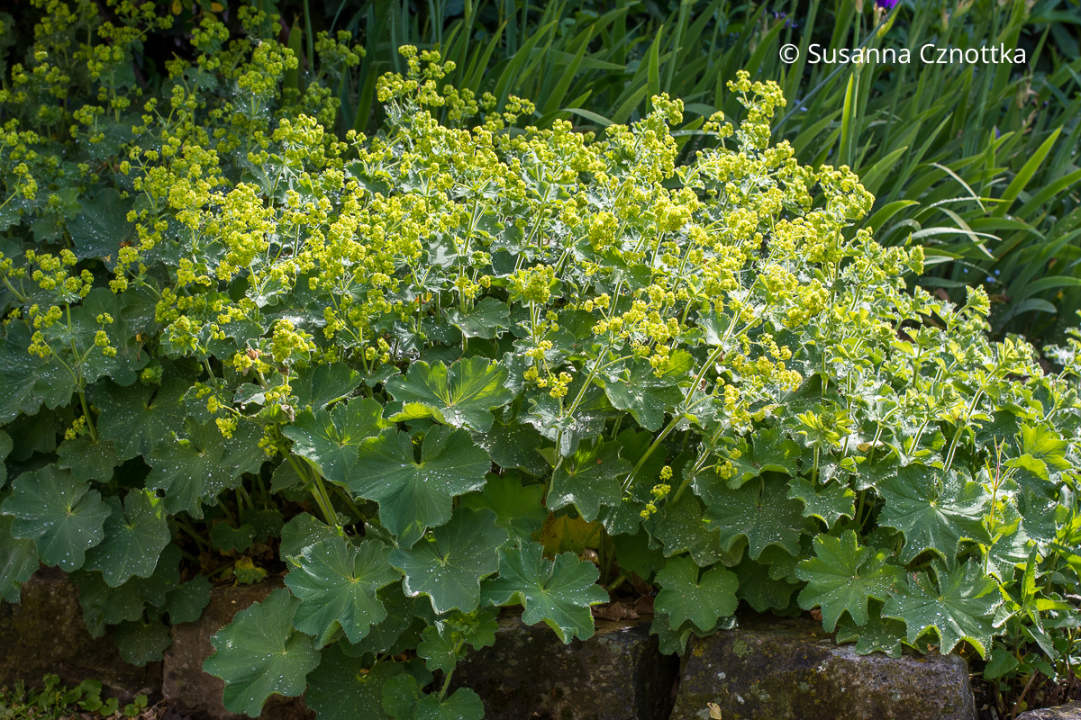 Weicher Frauenmantel (Alchemilla mollis) mit plissierten Blättern und gelbgrünen Blüten 