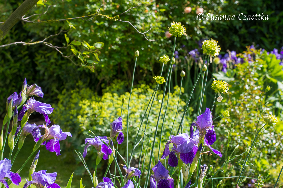 Iris, Allium obliquum, Scharfer Gelblauch