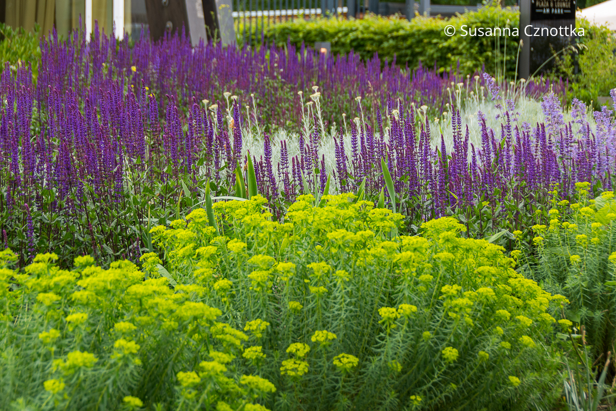 Kräftiger Kontrast: dunkel violetter Steppen-Salbei (Salvia nemorosa) und Wolfsmilch (Euphorbia) mit gelbgrünen Hochblättern