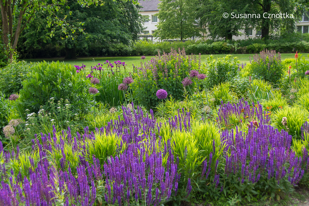 Lila Zierlauch, Steppen-Salbei, Iris und Färberhülse (Baptisia australis) inmitten des frisch-grünen Austriebs der Gräser
