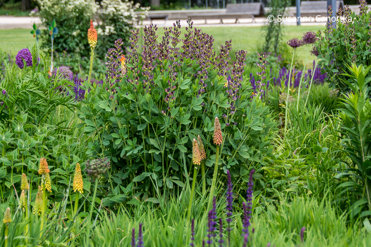 Färberhülse (Baptisia australis) 'Twilight Prairie Blues' mit violettem Allium, Steppen-Salbei (Salvia nemorosa) und Fackellilie (Kniphofia) Färberhülse (Baptisia australis) 'Twilight Prairie Blues' mit violettem Allium, Steppen-Salbei (Salvia nemorosa)und gelb-oranger Fackellilie (Kniphofia)
