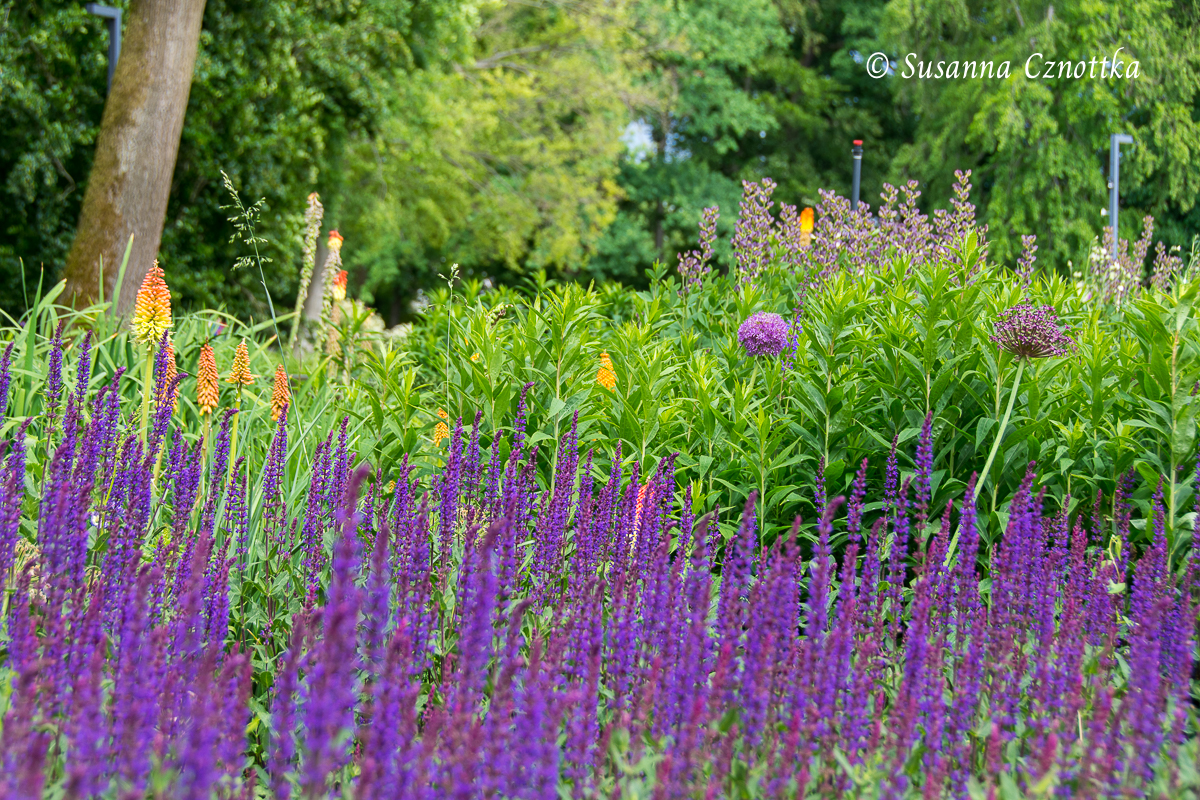 Farbe im Garten: Violett, Orange, Grün