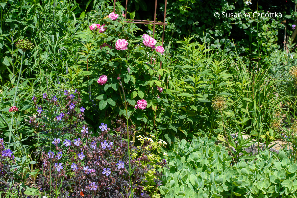 Storchschnabel (Geranium) 'Dark Reiter' mit dunklem Laub und Rose 'Ferdinand Pichard'
