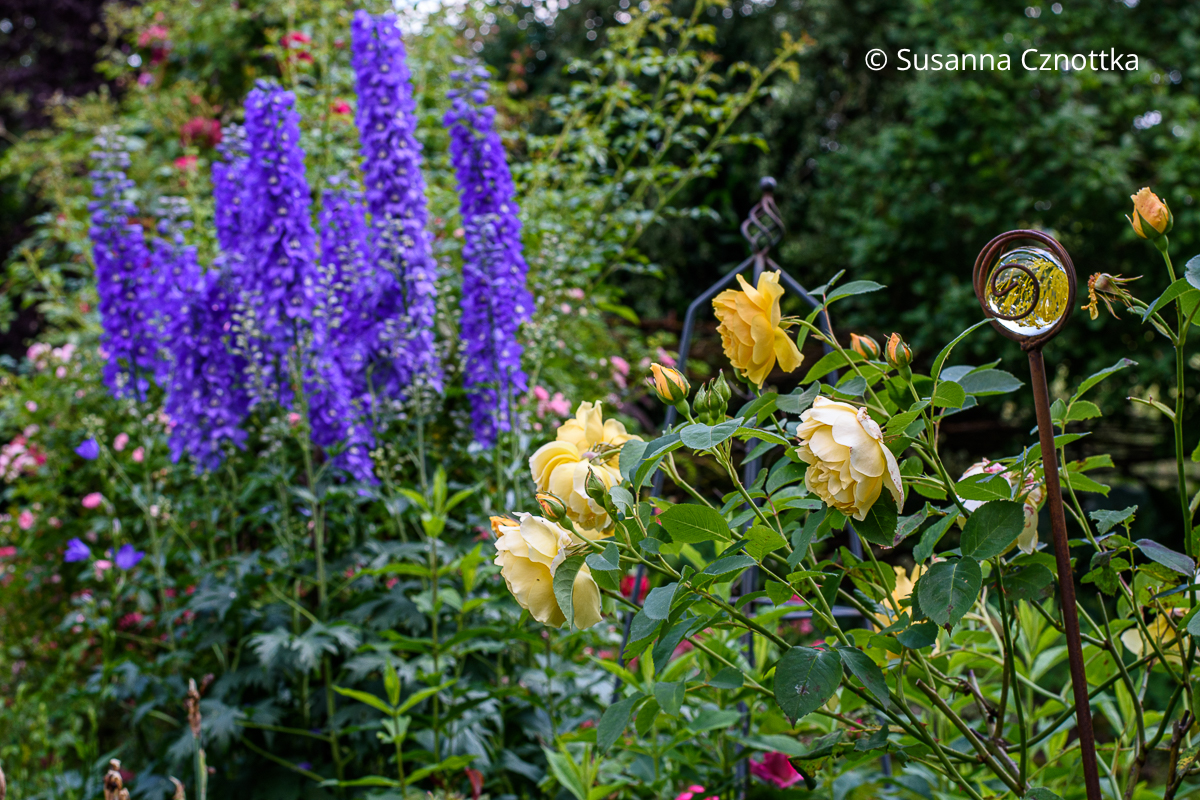Rosenbegleiter: Dunkelblauer Rittersporn (Delphinium elatum) mit der gelben Englischen Rose 'Graham Thomas'