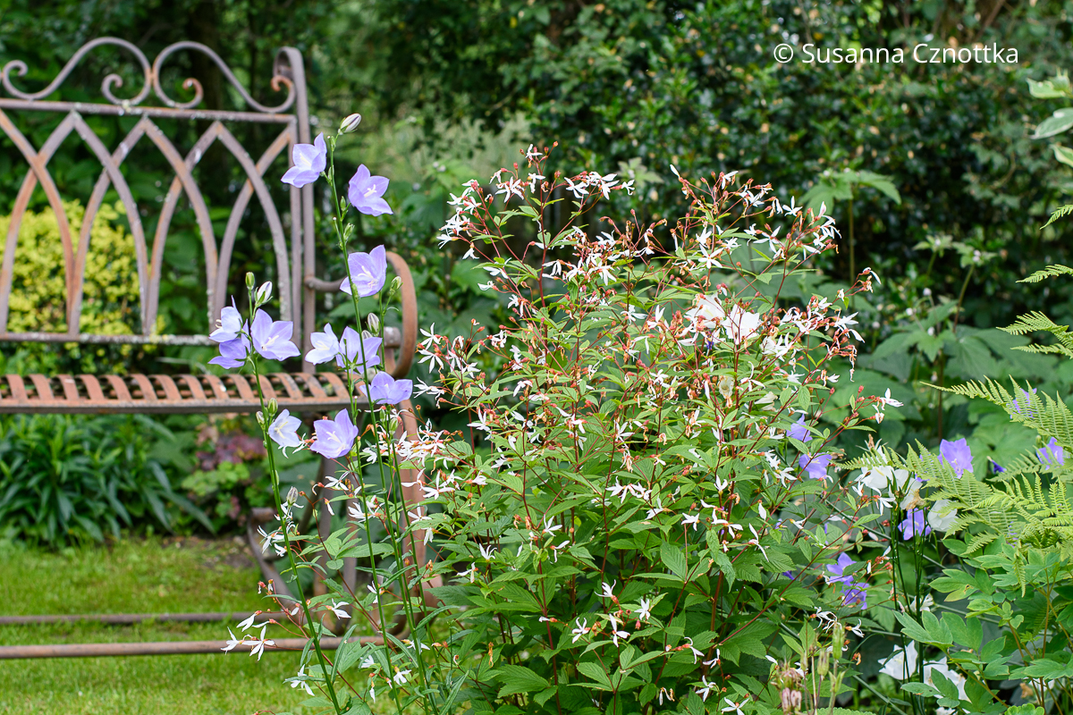 Blaue Pfirsichblättrige Glockenblume (Campanula persicifolia) und Dreiblattspiere (Gillenia trifoliata)