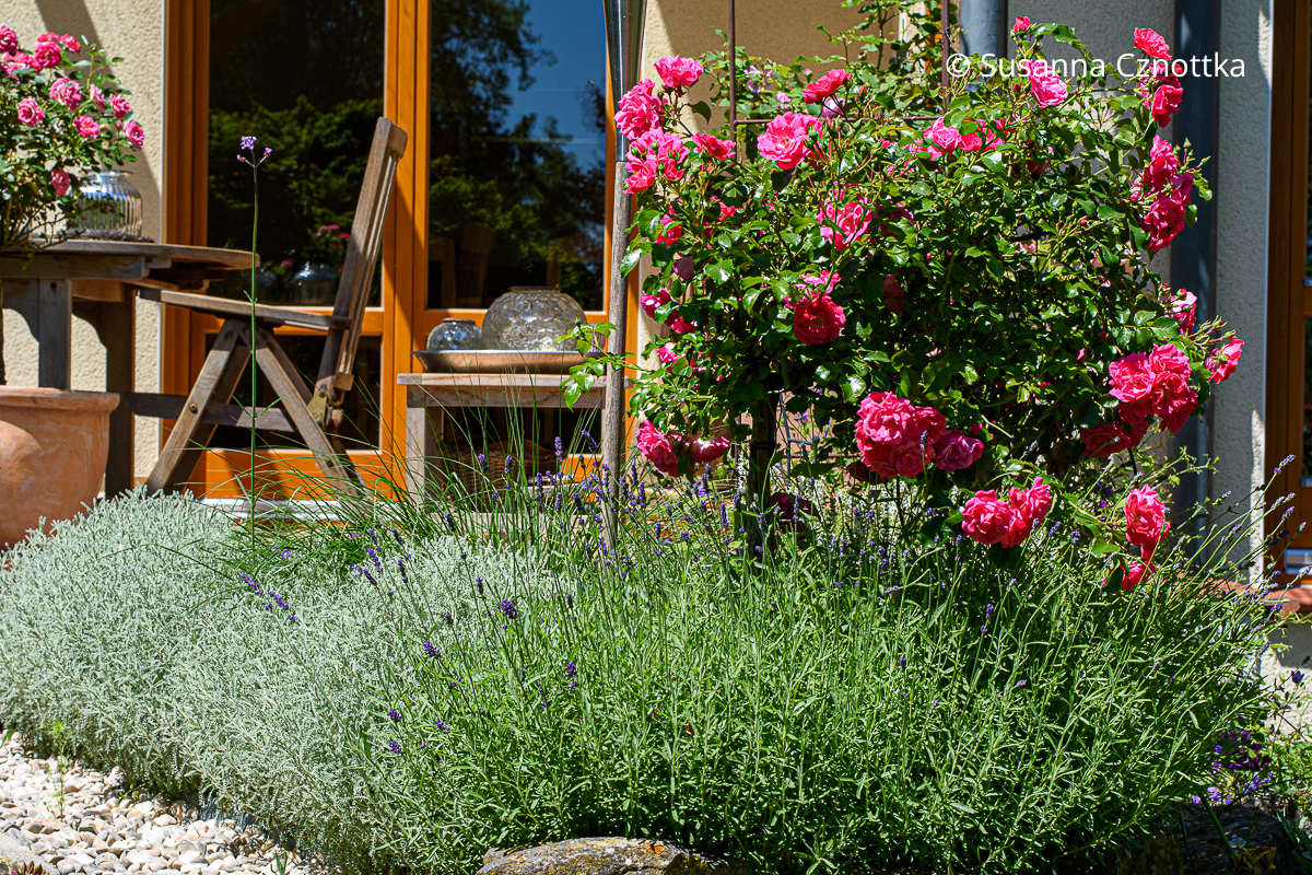 Beeteinfassung aus Grauem Heiligenkraut (Santolina chamaecyparissus) und Lavendel (Lavandula) Beeteinfassung aus Grauem Heiligenkraut (Santolina chamaecyparissus) und Lavendel (Lavandula)