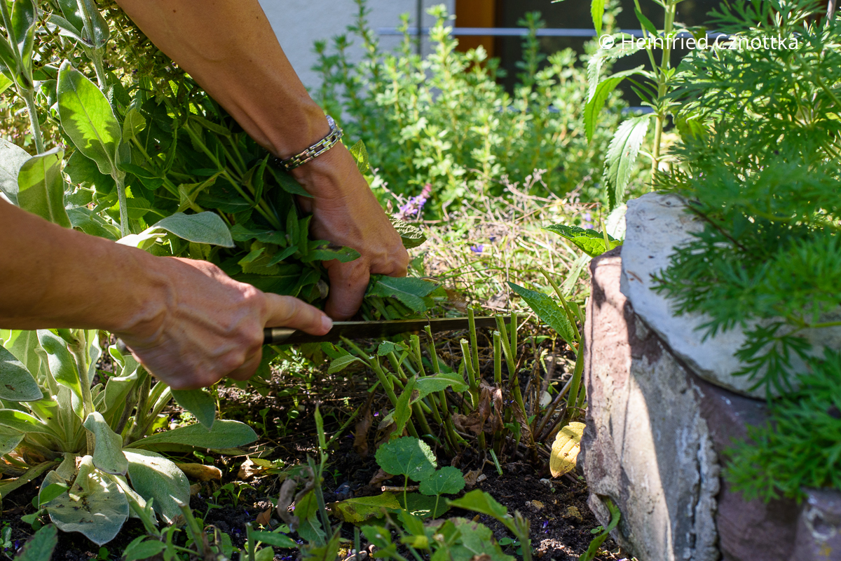 Remontierschnitt beim Steppen-Salbei (Salvia nemorosa): eine Frau bündelt mit einer Hand einen verblühten Horst Steppen-Salbei und schneidet ihn mit der anderen Hand mit einem Brotmesser eine Handbreit über dem Boden ab.