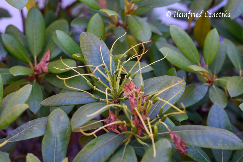 Rhododendron: Verblhtes entfernen  Einfach Garten
