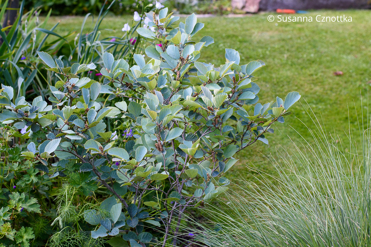 Der Zwerg-Federbuschstrauch (Fothergilla gardenii) 'Blue Shadow' hat interessante bläuliche Blätter