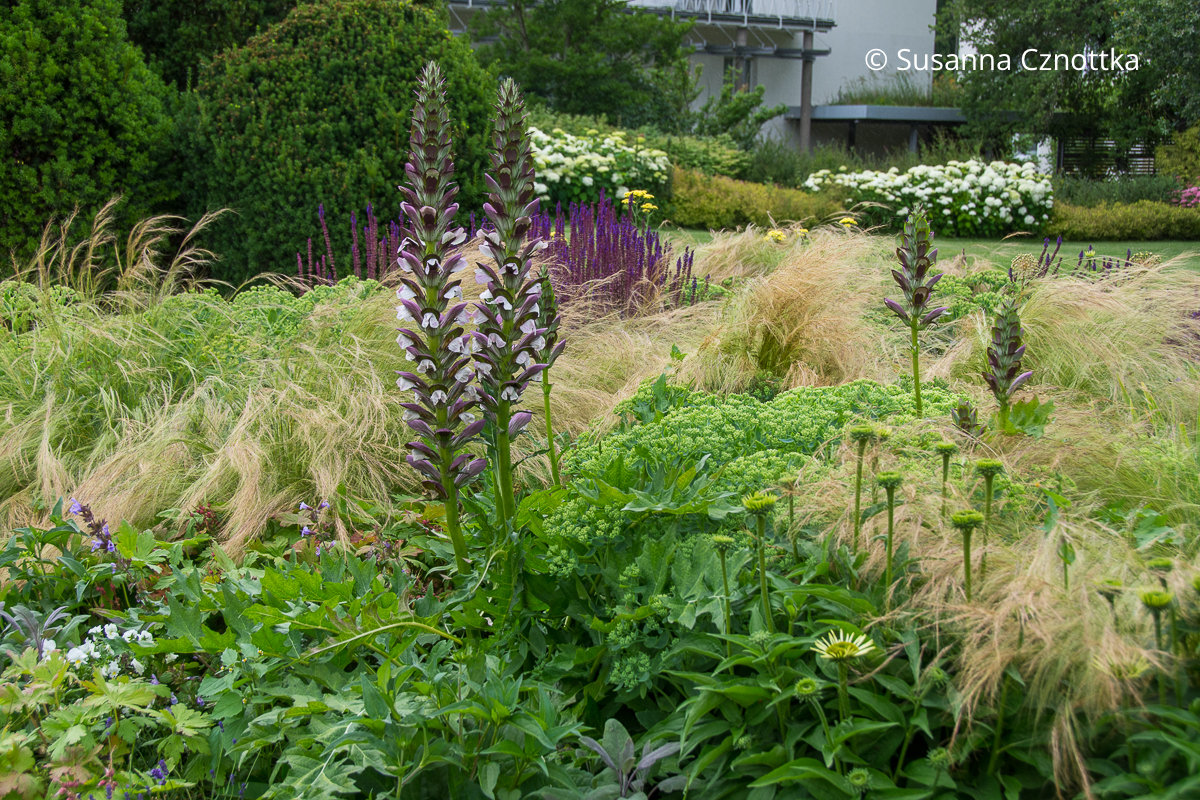 Balkan-Bärenklau (Acanthus hungaricus) mit Zartem Federgras (Nassella tenuissima) und Hoher Fetthenne (Hylotelephium) Balkan-Bärenklau (Acanthus hungaricus) mit Zartem Federgras (Nassella tenuissima) und Hoher Fetthenne (Hylotelephium)