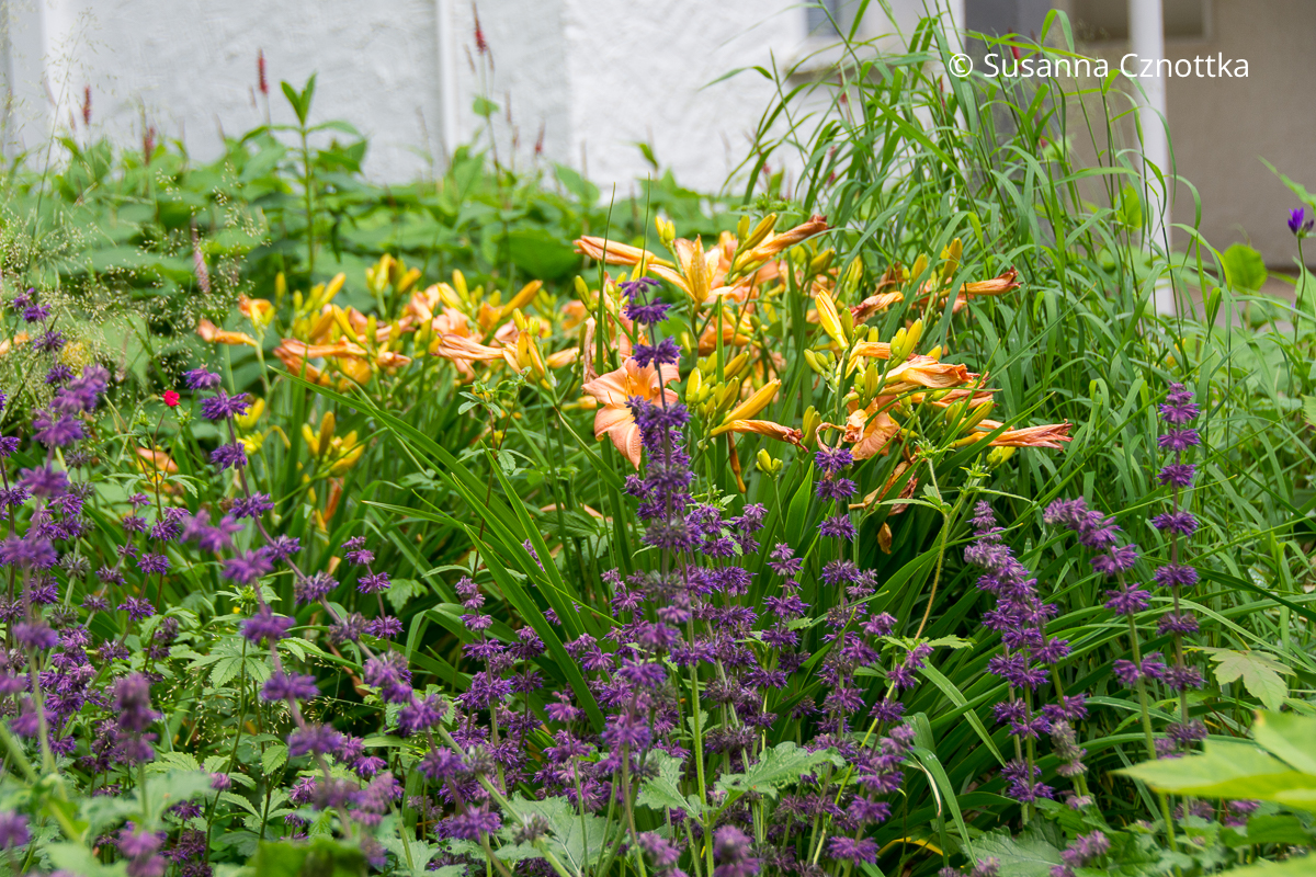 Apricotfarbene Taglilien (Hemerocallis-Hybride) und Quirlblütiger Salbei (Salvia verticillata) Apricotfarbene Taglilien (Hemerocallis-Hybride) und Quirlblütiger Salbei (Salvia verticillata) mit dunkel violetten Blüten