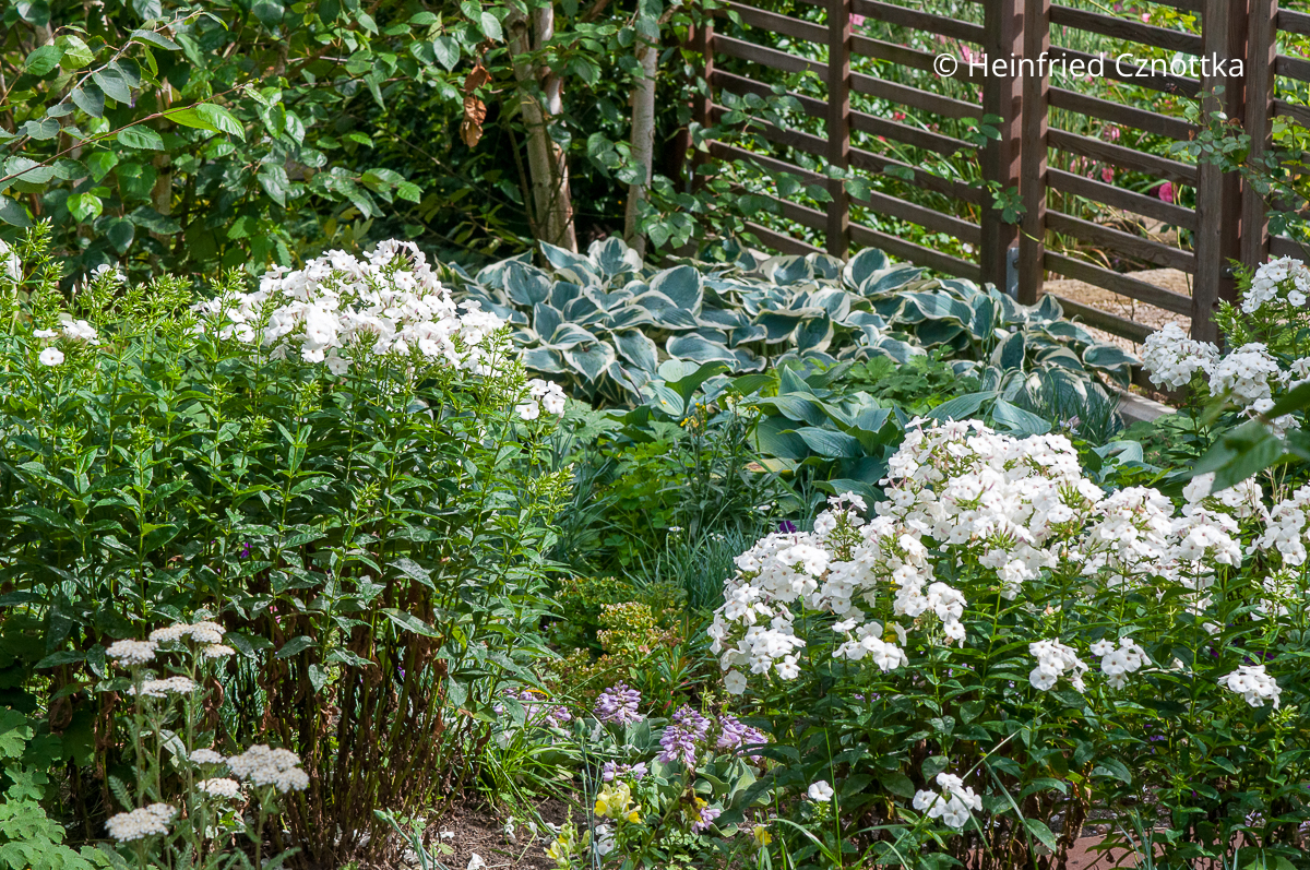 Frische Sommerbeetidee: Blaublatt-Funkie (Hosta) mit weißem Rand und weißer Sommer-Phlox (Phlox paniculata) Frische Sommerbeetidee: Blaublatt-Funkie (Hosta) mit weißem Rand und weißer Sommer-Phlox (Phlox paniculata)