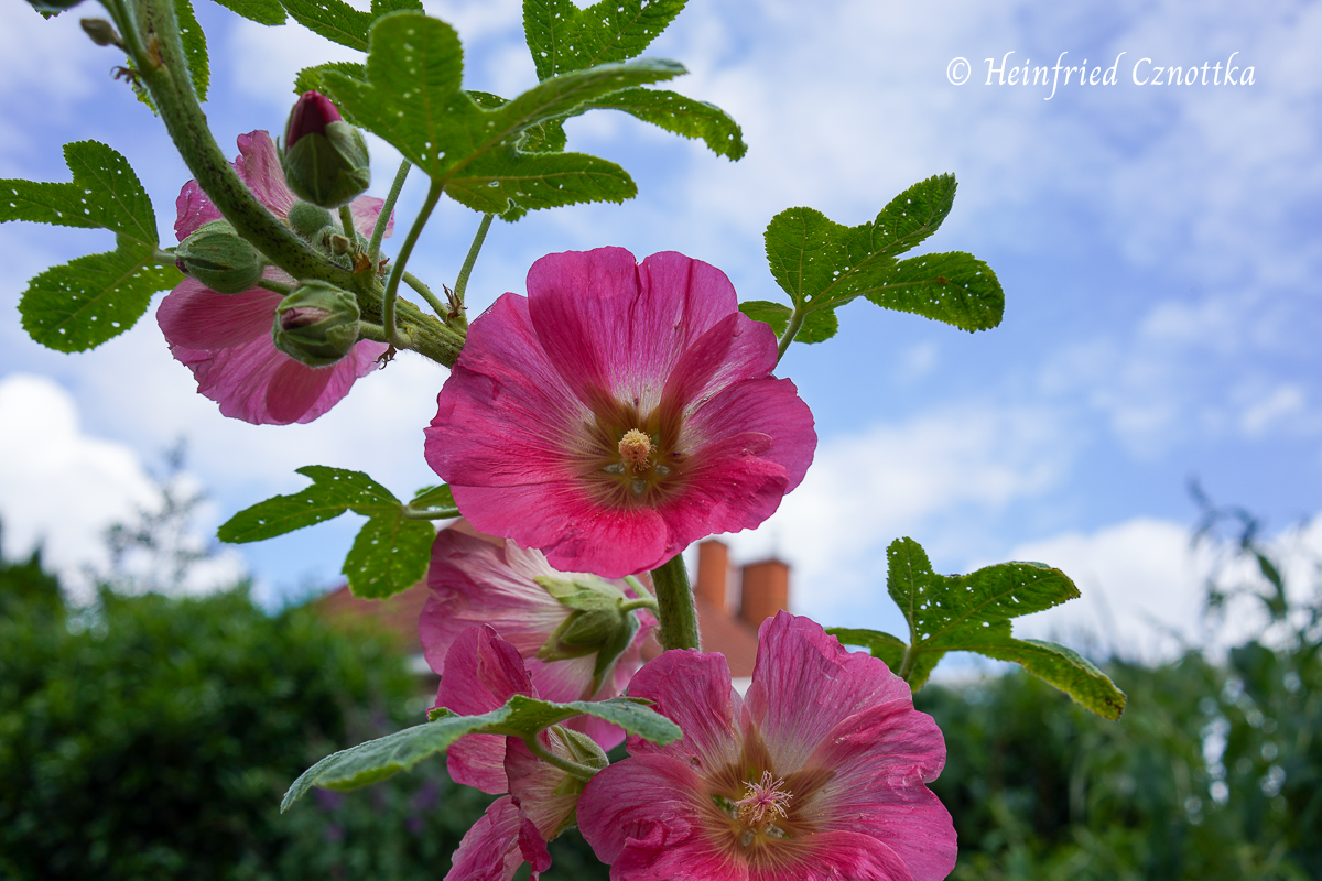 Stockrosen – Alcea rosea – Einfach Garten