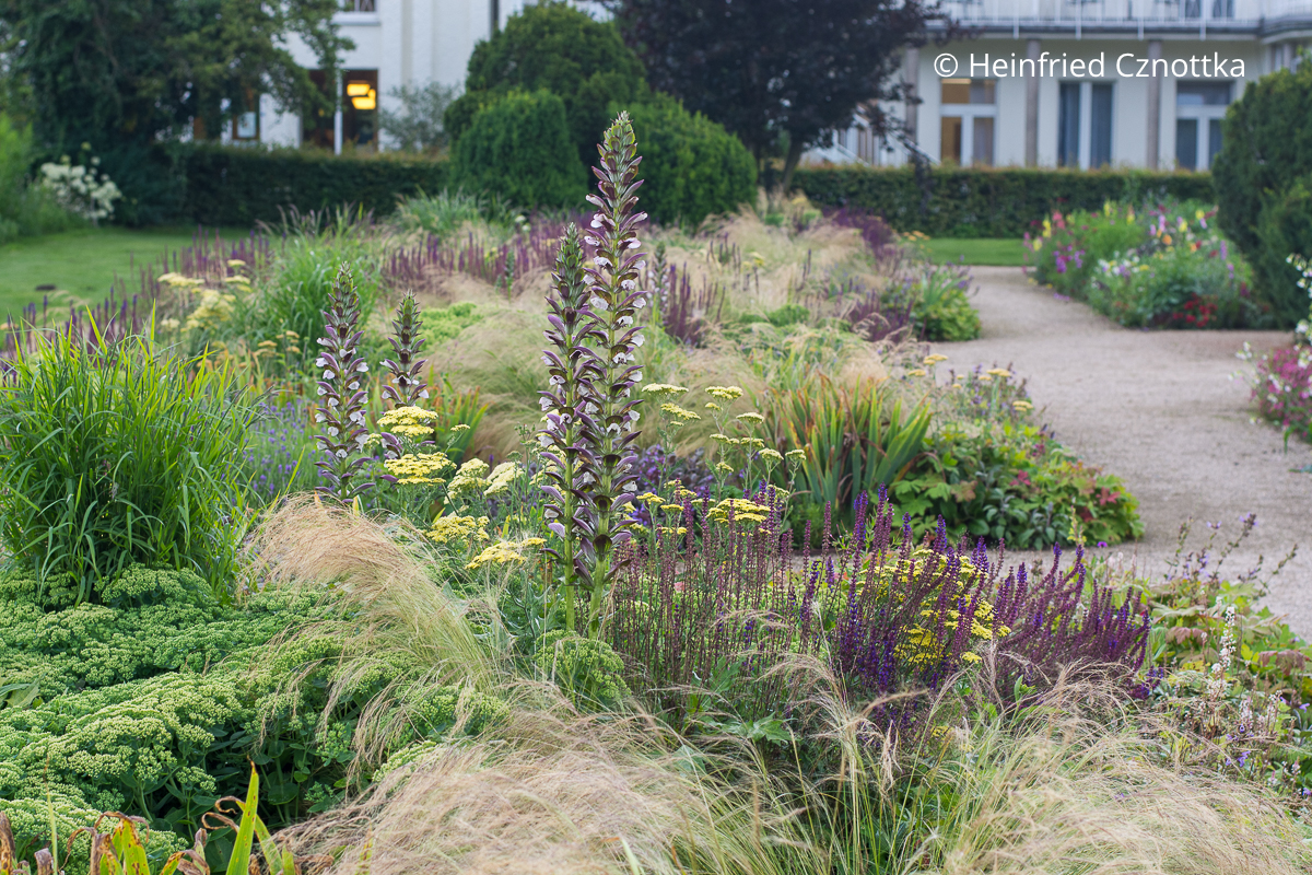 Beet gestalten: Balkan-Bärenklau (Acanthus hungaricus), Steppen-Salbei (Salvia nemorosa) 'Caradonna', Hohe Fetthenne, Zartes Federgras und hellgelbe Gold-Garbe (Achillea filipendulina-Hybride). Beet gestalten: Balkan-Bärenklau (Acanthus hungaricus), Steppen-Salbei (Salvia nemorosa) 'Caradonna', Hohe Fetthenne, Zartes Federgras und hellgelbe Gold-Garbe (Achillea filipendulina-Hybride).
