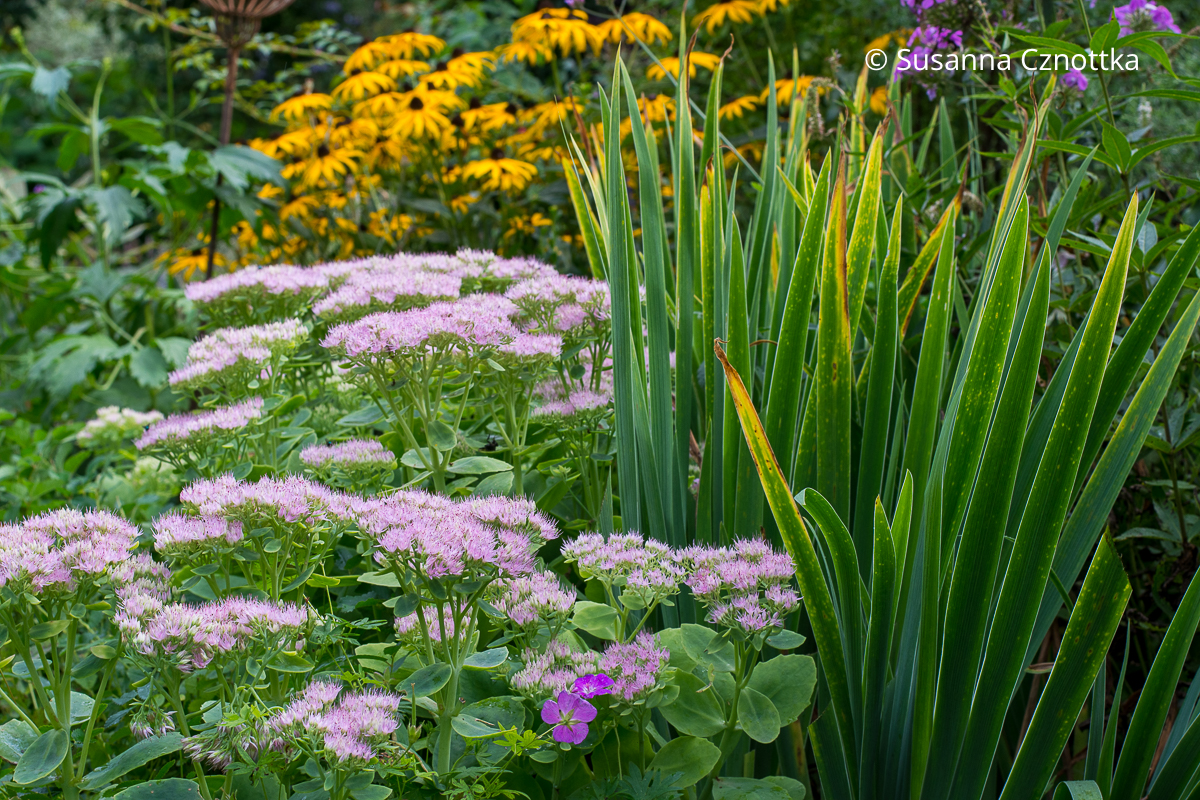 Hohe Fetthenne (Hylotelephium telephium syn. Sedum telephium) 'Brilliant' mit Deutscher Schwertlilie (Iris germanica) und Gelbem Sonnenhut (Rudbeckia fulgida) Hohe Fetthenne (Hylotelephium telephium syn. Sedum telephium) 'Brilliant' mit Deutscher Schwertlilie (Iris germanica) und Gelbem Sonnenhut (Rudbeckia fulgida)