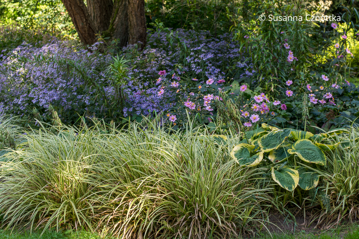 Beetkombination mit violetten Astern, Herbst-Anemonen (Anemone japonica-Hybride) und weißrandiger Japan-Segge (Carex foliosissima) 'Ice Dance' Beetkombination mit violetten Astern, rosa Herbst-Anemonen (Anemone japonica-Hybride) und weißrandiger Japan-Segge (Carex foliosissima) 'Ice Dance'
