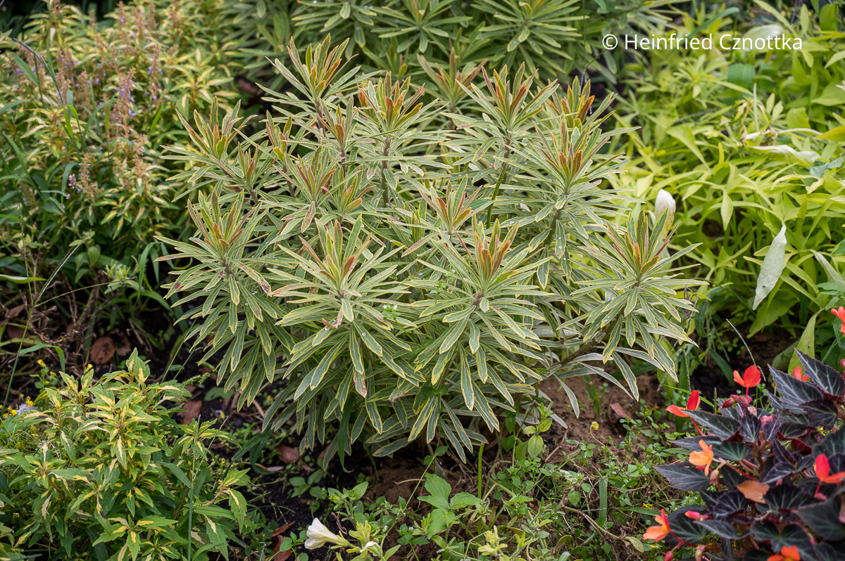 Das ganze Jahr über attraktive Staude: Garten-Wolfsmilch 'Ascot Rainbow' mit hübschem panaschiertem Laub und horstigem Wuchs