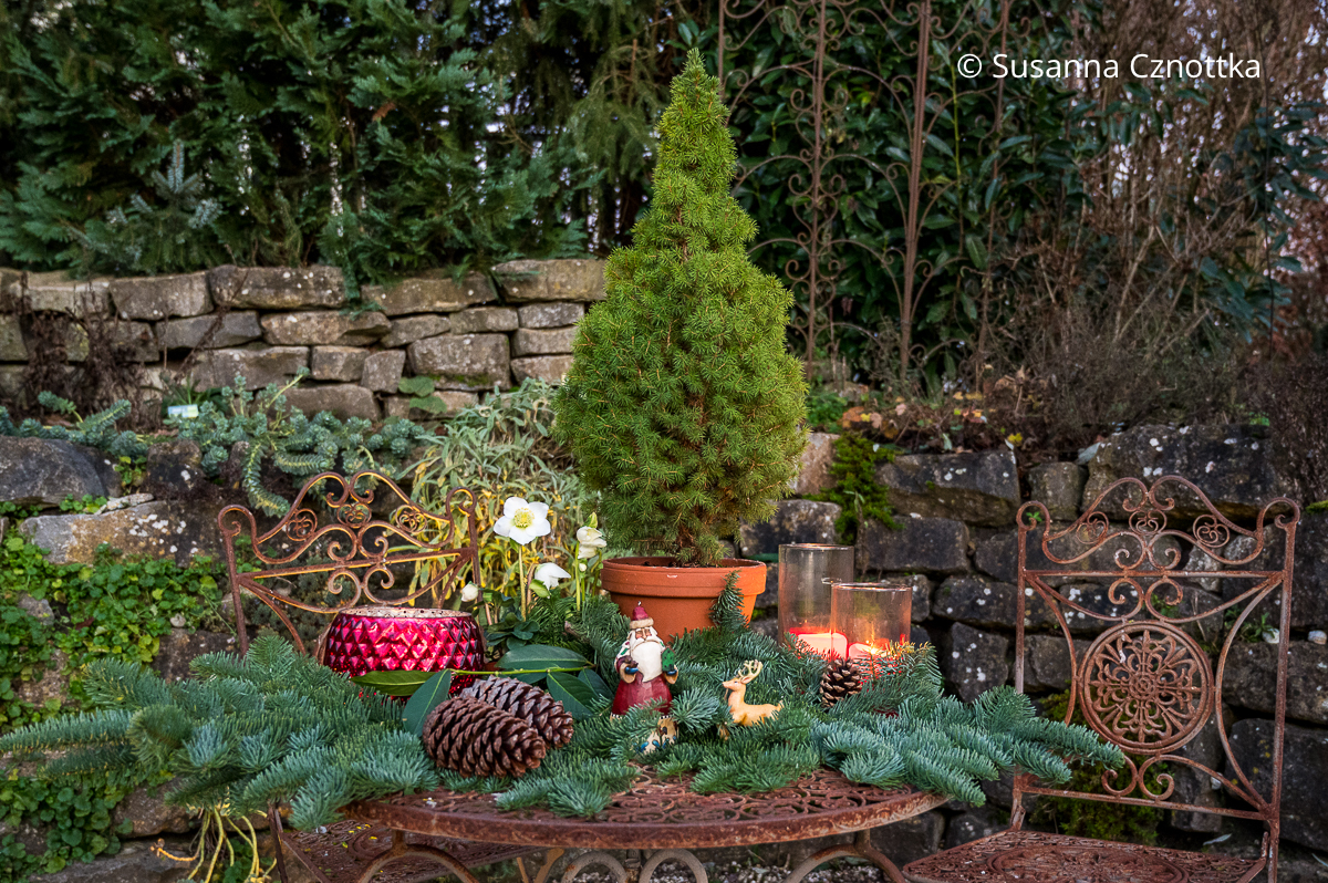 Weihnachtlich dekorieren mit der Zuckerhutfichte: Arrangement auf einem Gartentisch