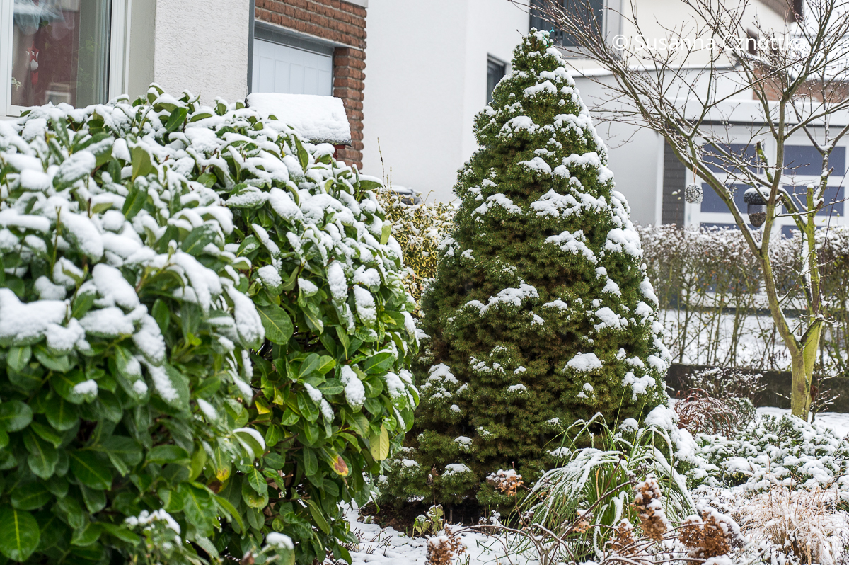 Zuckerhutfichte pflanzen und kombinieren: Eine Zuckerhutfichte mit frischem Schnee überzuckert