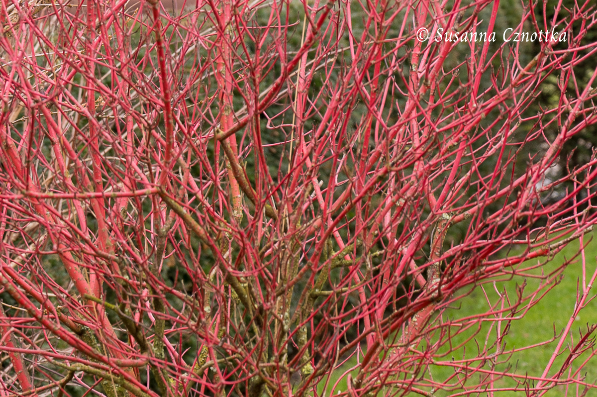 Hartriegel (Cornus) mit roten Zweigen