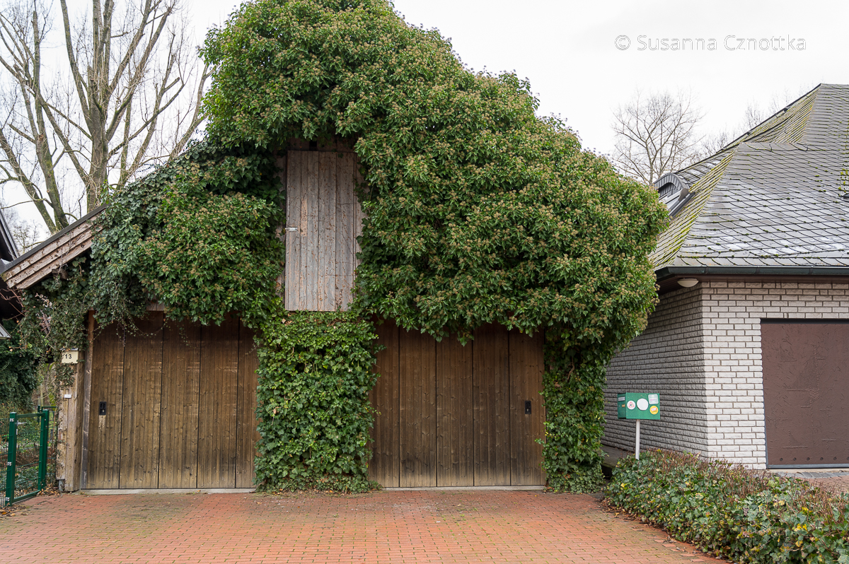 Immergrüne Kletterpflanze: Efeu begrünt die Fassade einer Garage