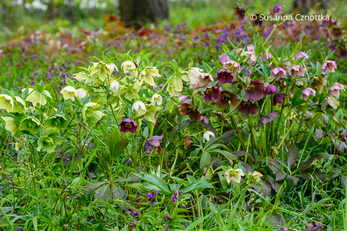 Lenzrose (Helleborus x hybridus)