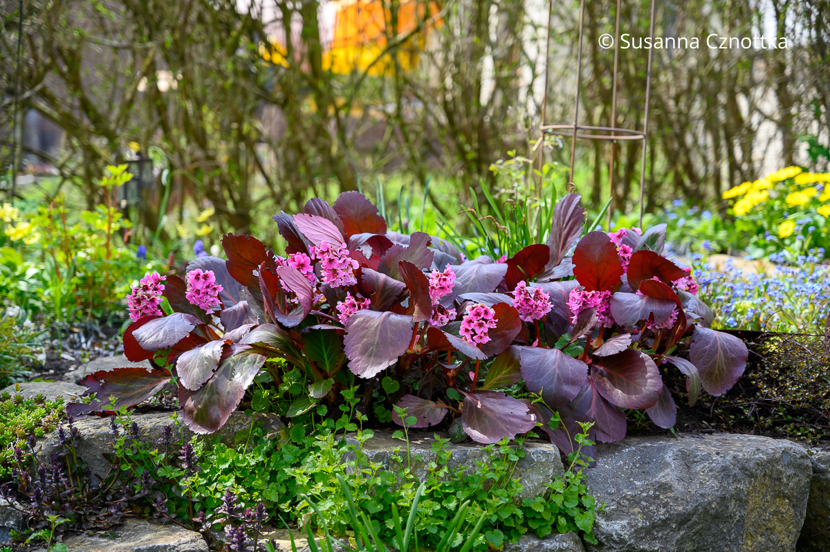Frühlingsstaude mit Mehrwert: Bergenie (Bergenia cordifolia) 'Pink Dragonfly' mit roten Blättern im Winter und pinken Blüten