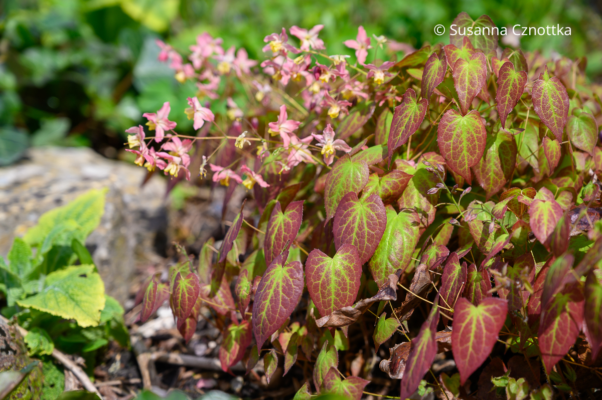 Elfenblume (Epimedium)  mit rötlichen Blättern und rosa Blüten
