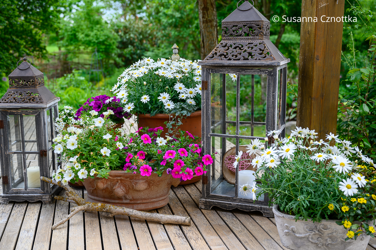 Sommerblumen für die Terrasse, Balkon und Garten: Margeriten, Petunien und Mini-Petunien