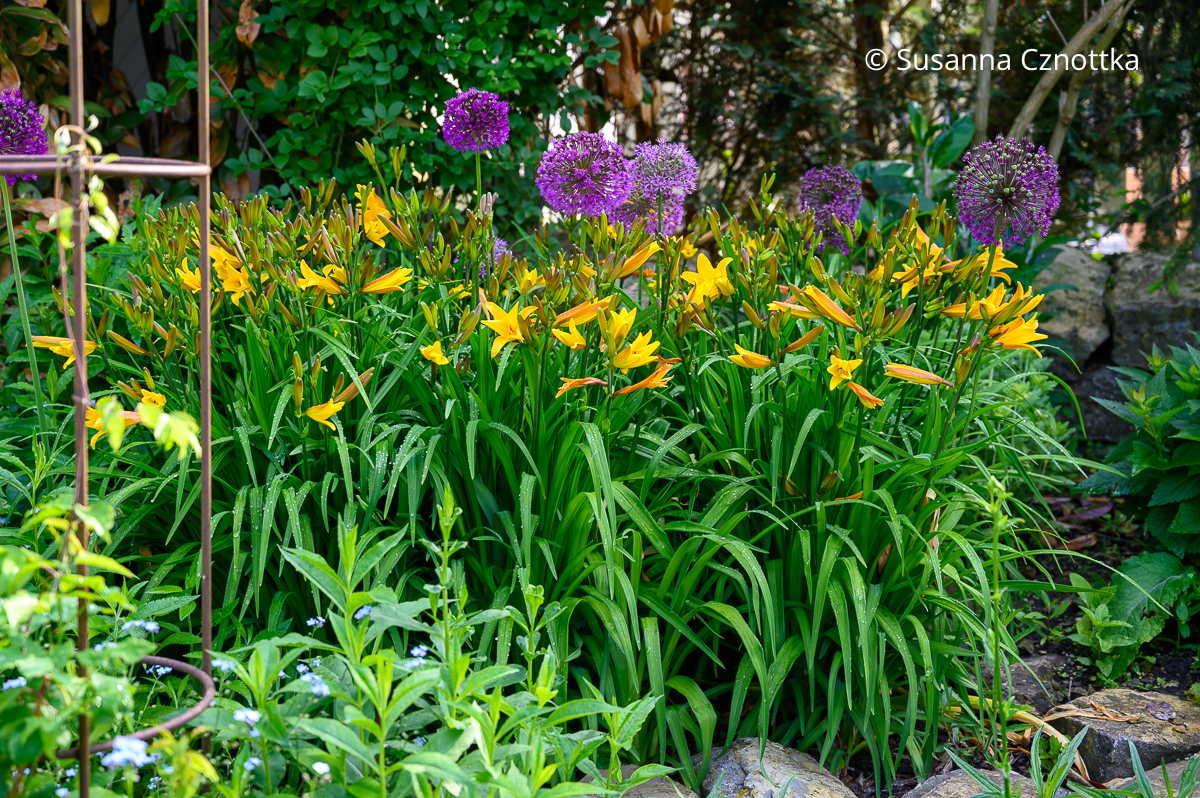 Gelbe Taglilien (Hemerocallis) und Iranlauch (Allium aflatunense) 'Purple Sensation' Gelbe Taglilien (Hemerocallis) und violetter Iranlauch (Allium aflatunense) 'Purple Sensation'