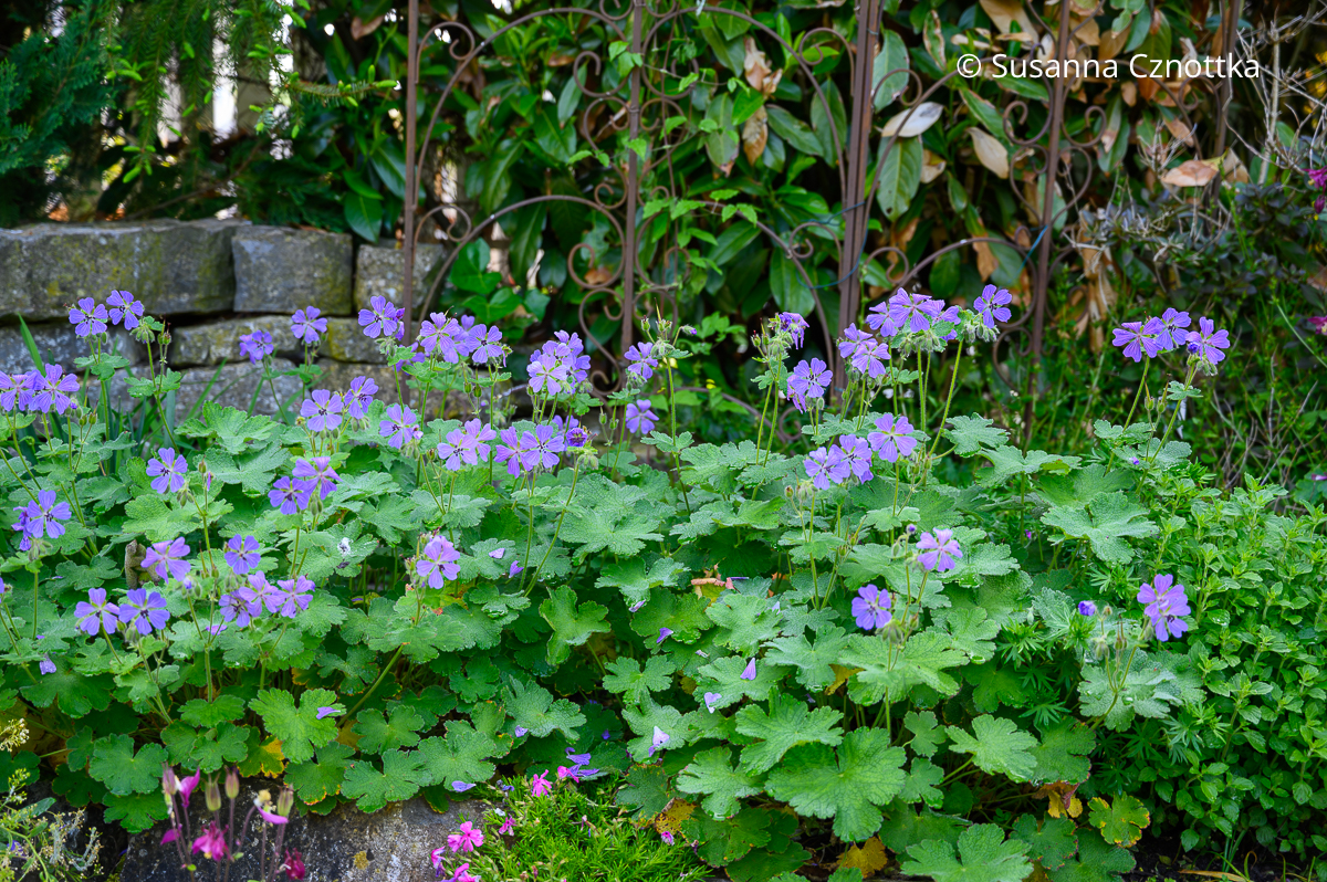 Kaukasus-Storchschnabel (Geranium renardii) 'Philippe Vapelle' Kaukasus-Storchschnabel (Geranium renardii) 'Philippe Vapelle'