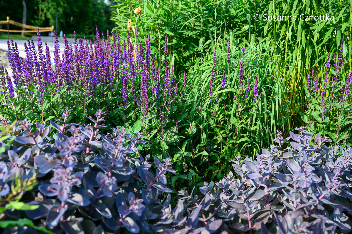 Steppen-Salbei (Salvia nemorosa) kombinieren: mit Hoher Fetthenne (Hylotelephium telephium) 'Matrona' mit violetten Blättern