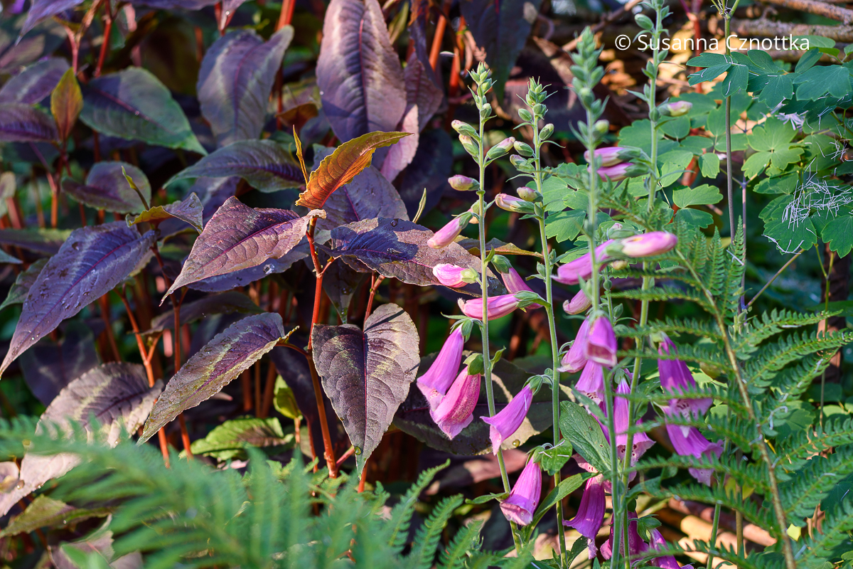 Roter Fingerhut (Digitalis purpurea) mit Buntblatt-Knöterich (Persicaria microcephala) 'Red Dragon' PInke Blüten des Roten Fingerhutes (Digitalis purpurea) mit den dunkelroten Blättern des Buntblatt-Knöterichs (Persicaria microcephala) 'Red Dragon'