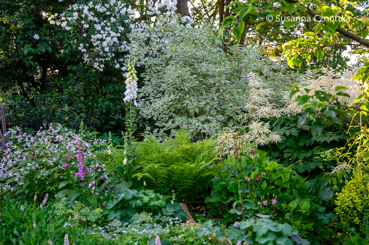 Ein weißer Gartenraum: Dreiblattspiere (links) mit Bauernjasmin, Weißbuntem Hartriegel, Waldgeißbart (Aruncus dioicus), und Fingerhut (Digitalis purpurea)