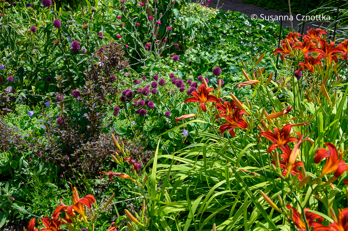 Rote Taglilie (Hemerocallis-Hybride) 'Crimson Pirate', Kugel-Lauch (Allium sphaerocephalon) und rotlaubige Blasenspiere (Physocarpus opulifolius) 'Little Joker' im Hot Border Rote Taglilie (Hemerocallis-Hybride) 'Crimson Pirate', Kugel-Lauch (Allium sphaerocephalon) und rotlaubige Blasenspiere (Physocarpus opulifolius) 'Little Joker' im Hot Border