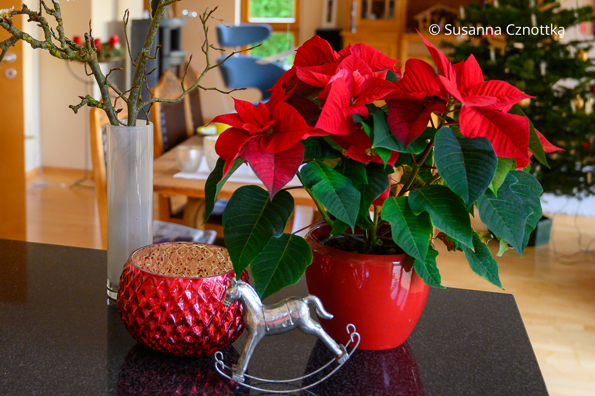 Ein roter Weihnachtsstern (Euphorbia pulcherrima) im roten Übertopf Ein roter Weihnachtsstern (Euphorbia pulcherrima) im roten Übertopf