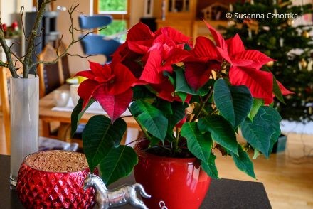Ein roter Weihnachtsstern (Euphorbia pulcherrima) im roten Übertopf