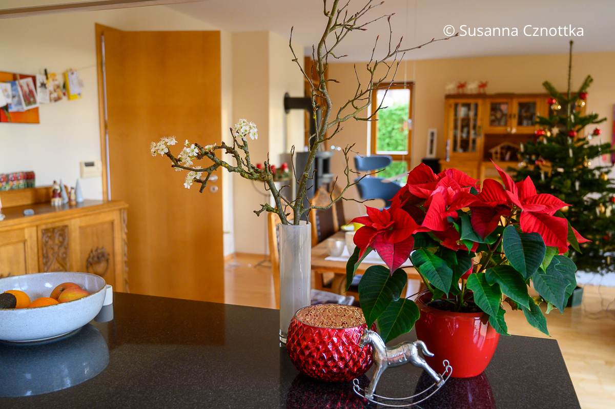 Ein roter Weihnachtsstern (Euphorbia pulcherrima) im roten Übertopf in einem weihnachtlich geschmückten Wohnzimmer Ein roter Weihnachtsstern (Euphorbia pulcherrima) im roten Übertopf in einem weihnachtlich geschmückten Wohnzimmer