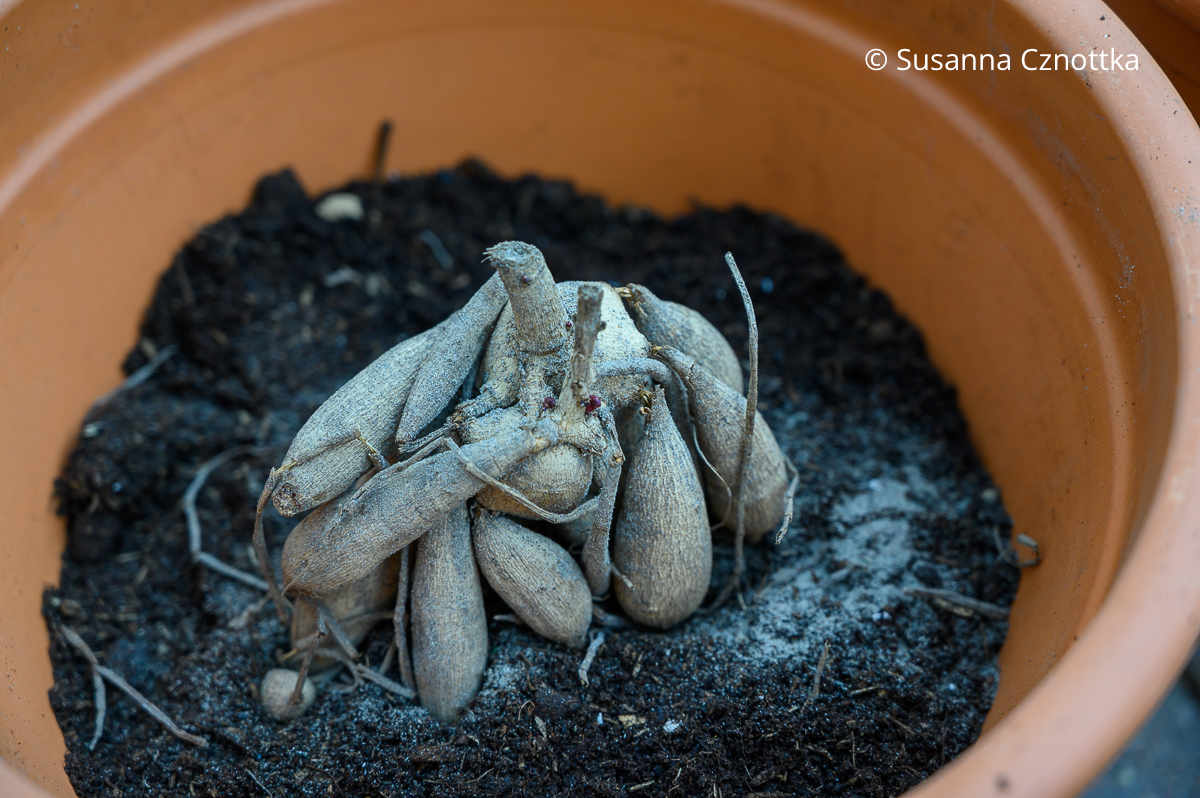 Dahlien vorziehen: die Knollen auf die Erde im Topf legen Dahlien vorziehen: eine Dahlienknolle liegt auf der Erde in einem Topf