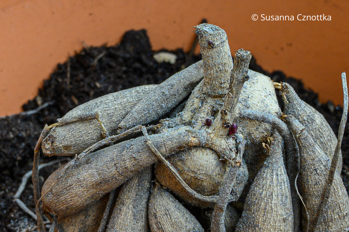 Dahlienknolle mit Augen Mehrere rote Augen sind an einer Dahlienknolle zu erkennen.