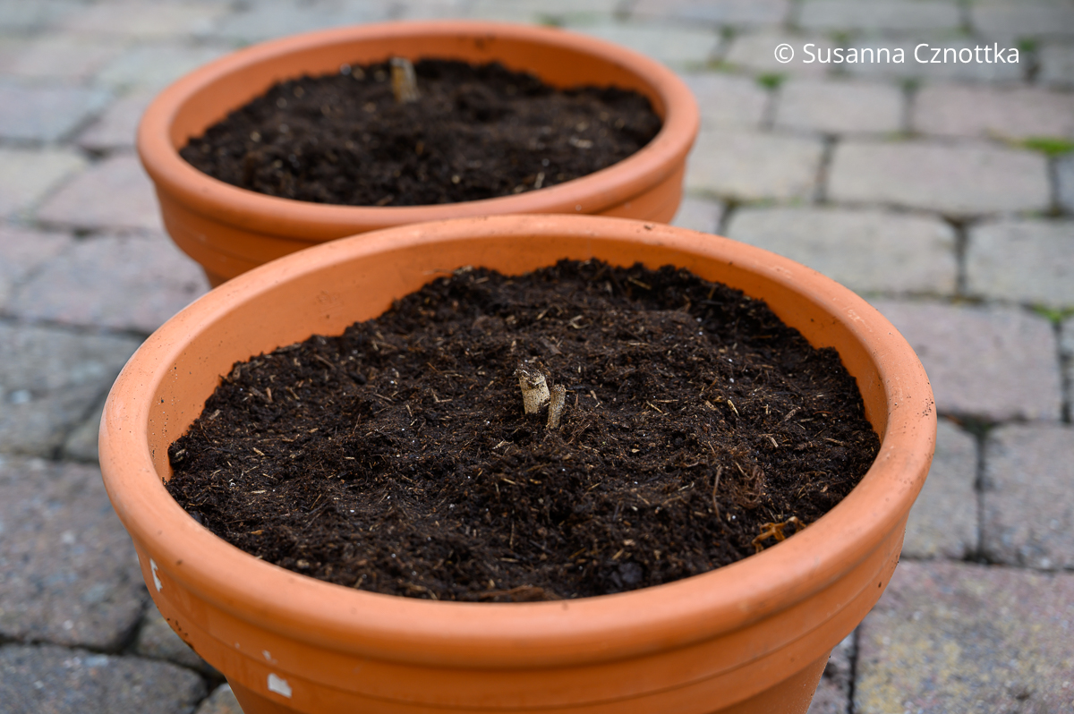 Dahlien vorziehen: Dahlienknollen in Töpfen Dahlien vorziehen: Dahlienknollen in zwei Tontöpfen; nur das Stielende ist über der Erde zu sehen.